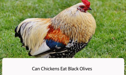 Can Chickens Eat Black Olives