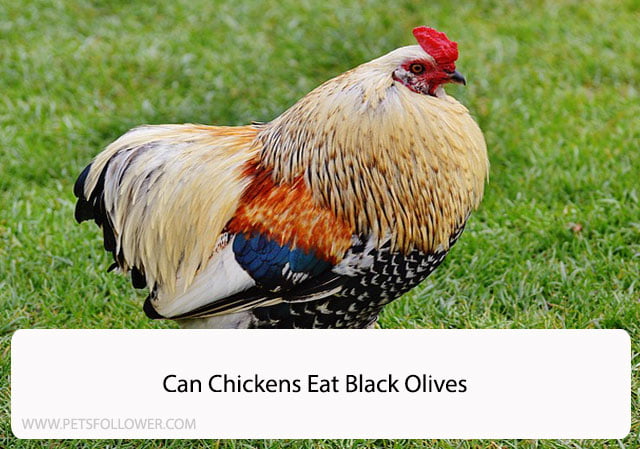 Can Chickens Eat Black Olives