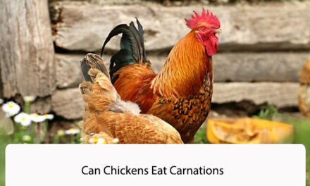 Can Chickens Eat Carnations