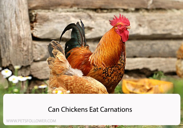 Can Chickens Eat Carnations