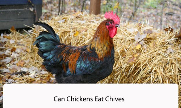 Can Chickens Eat Chives