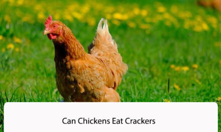 Can Chickens Eat Crackers