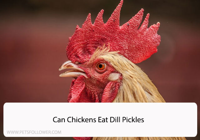 Can Chickens Eat Dill Pickles