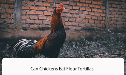 Can Chickens Eat Flour Tortillas