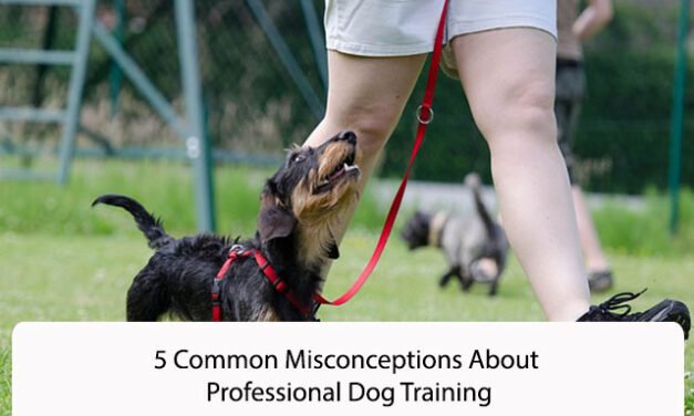 5 Common Misconceptions About Professional Dog Training