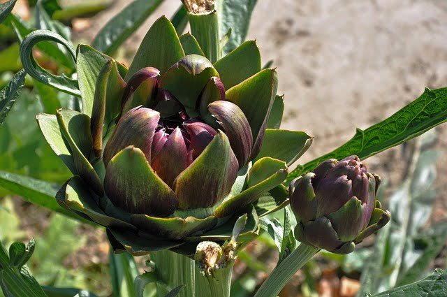 Can Chickens Eat Artichoke Leaves