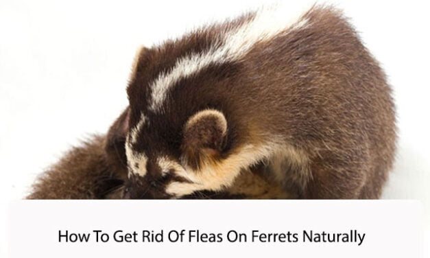 How To Get Rid Of Fleas On Ferrets Naturally