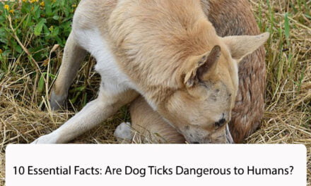 10 Essential Facts: Are Dog Ticks Dangerous to Humans?