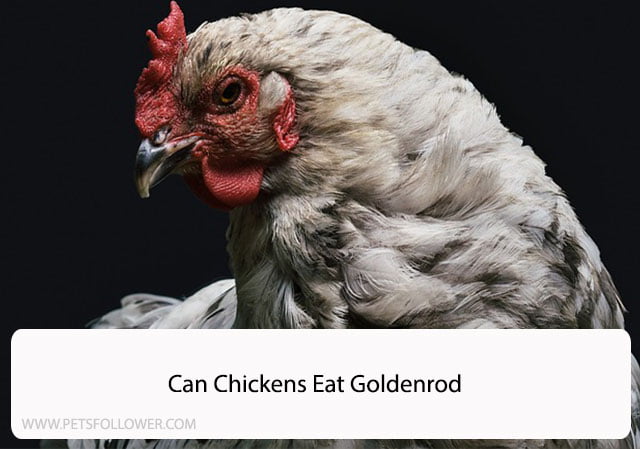 Can Chickens Eat Goldenrod