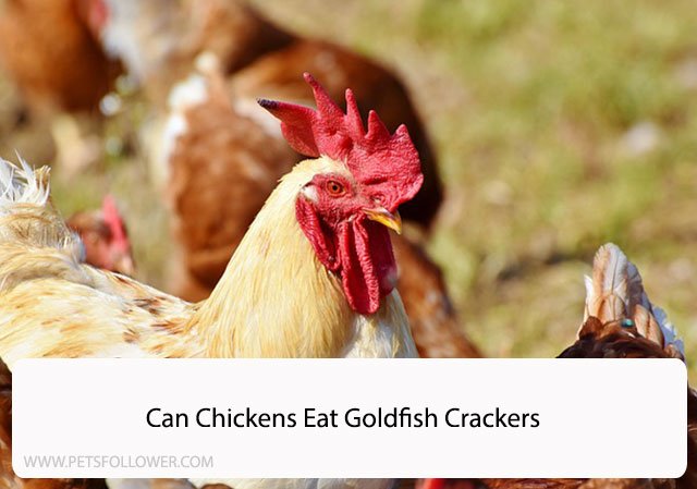 Can Chickens Eat Goldfish Crackers