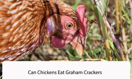 Can Chickens Eat Graham Crackers