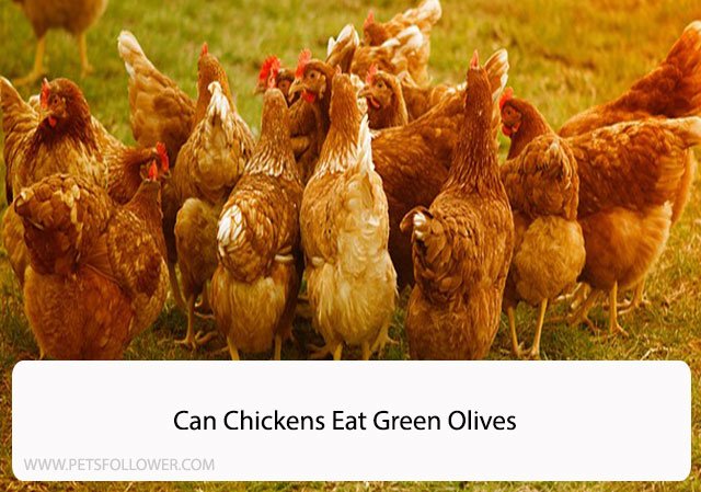 Can Chickens Eat Green Olives