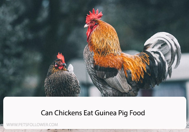 Can Chickens Eat Guinea Pig Food