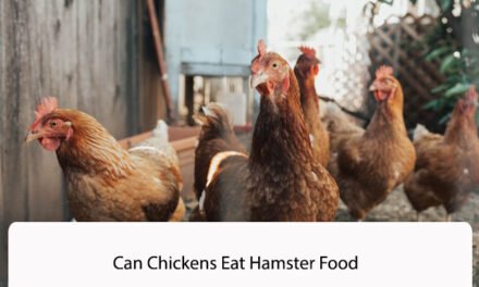 Can Chickens Eat Hamster Food