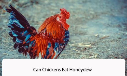 Can Chickens Eat Honeydew