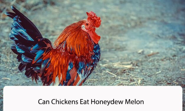 Can Chickens Eat Honeydew Melon