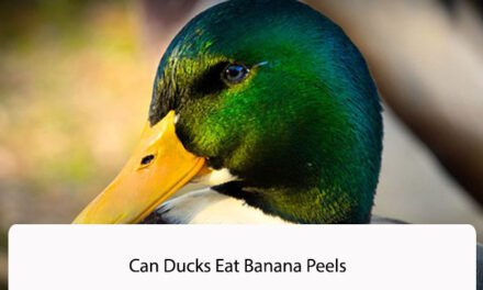 Can Ducks Eat Banana Peels