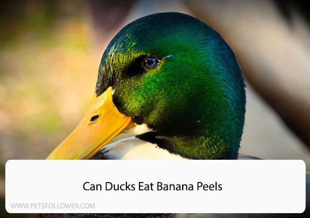 Can Ducks Eat Banana Peels