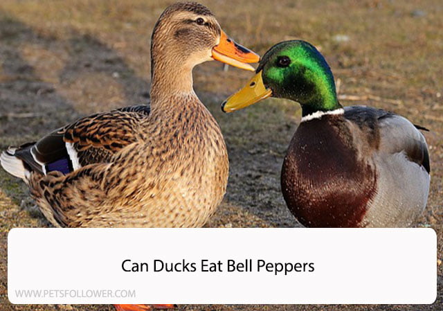 Can Ducks Eat Bell Peppers