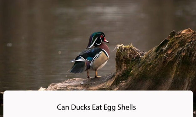 Can Ducks Eat Egg Shells