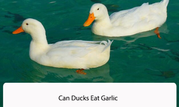 Can Ducks Eat Garlic