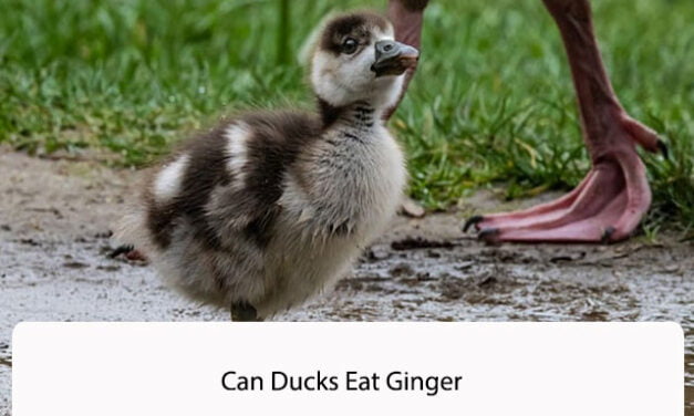 Can Ducks Eat Ginger