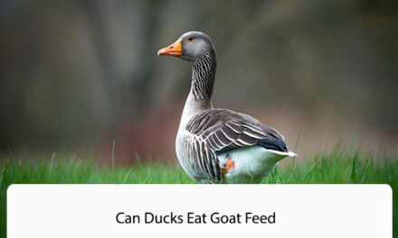 Can Ducks Eat Goat Feed