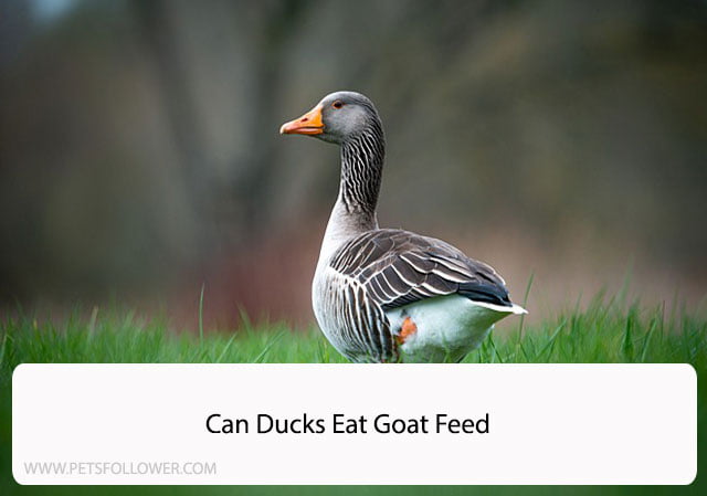 Can Ducks Eat Goat Feed