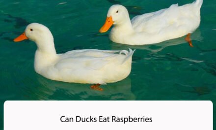 Can Ducks Eat Raspberries