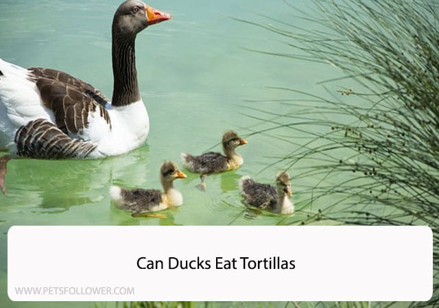 Can Ducks Eat Tortillas