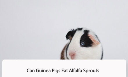 Can Guinea Pigs Eat Alfalfa Sprouts