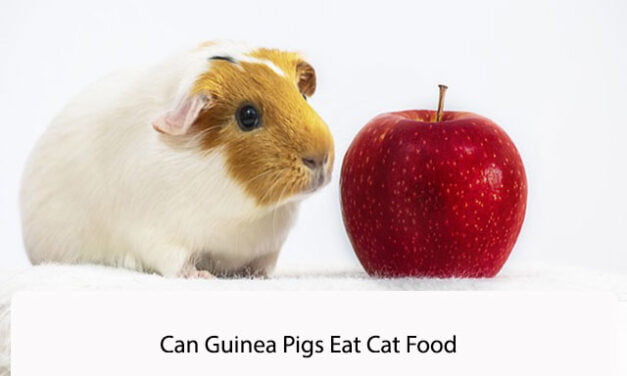 Can Guinea Pigs Eat Cat Food