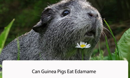 Can Guinea Pigs Eat Edamame