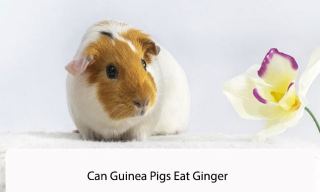 Can Guinea Pigs Eat Ginger