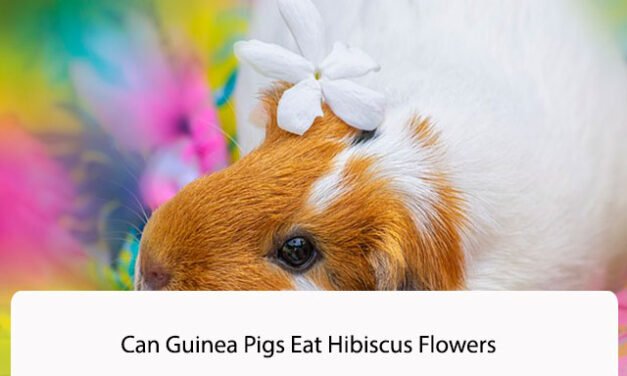 Can Guinea Pigs Eat Hibiscus Flowers