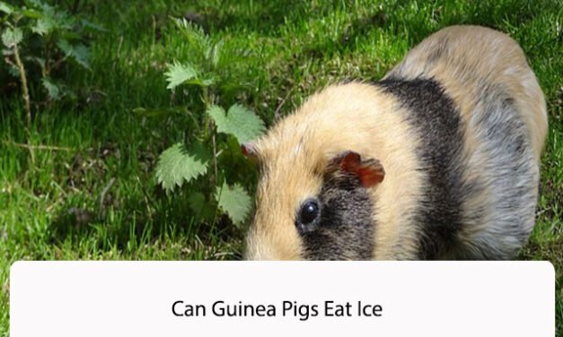 Can Guinea Pigs Eat Ice