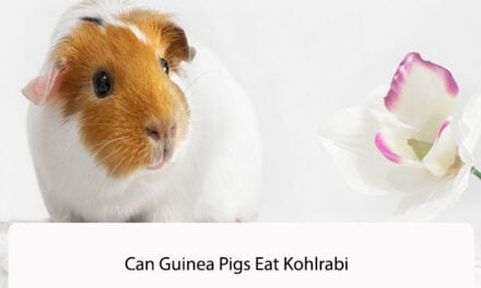 Can Guinea Pigs Eat Kohlrabi