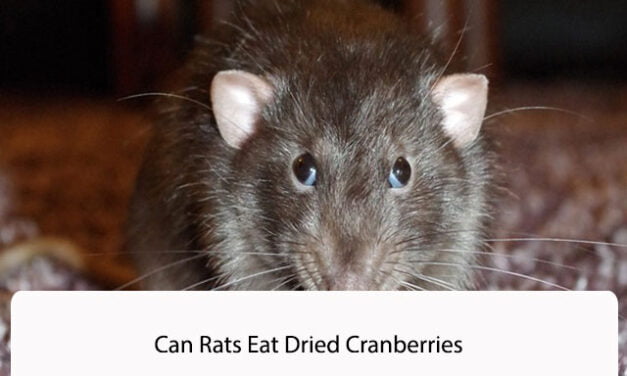 Can Rats Eat Dried Cranberries