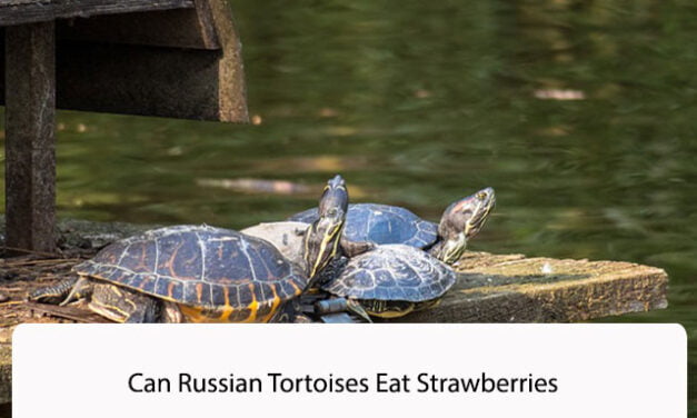 Can Russian Tortoises Eat Strawberries