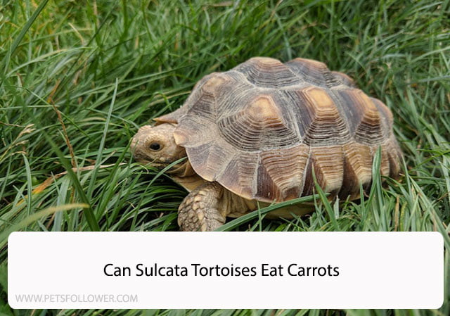 Can Sulcata Tortoises Eat Carrots? A Comprehensive Guide