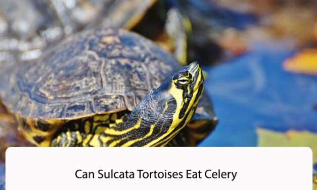 Can Sulcata Tortoises Eat Celery