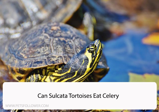 Can Sulcata Tortoises Eat Celery? A Comprehensive Guide