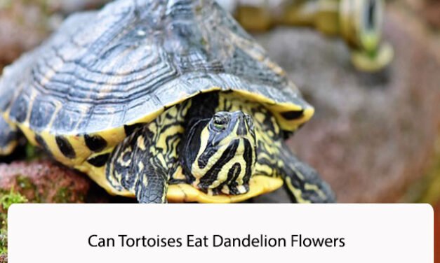 Can Tortoises Eat Dandelion Flowers