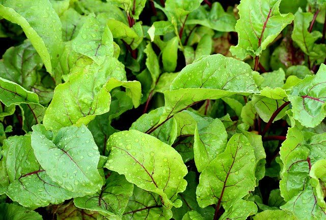 Can Guinea Pigs Eat Beet Leaves