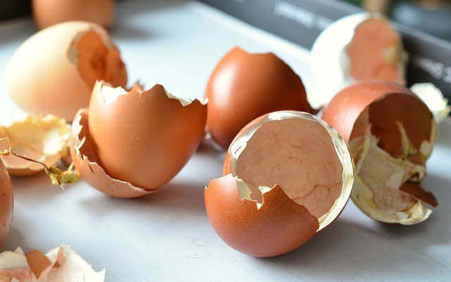 Can Ducks Eat Egg Shells