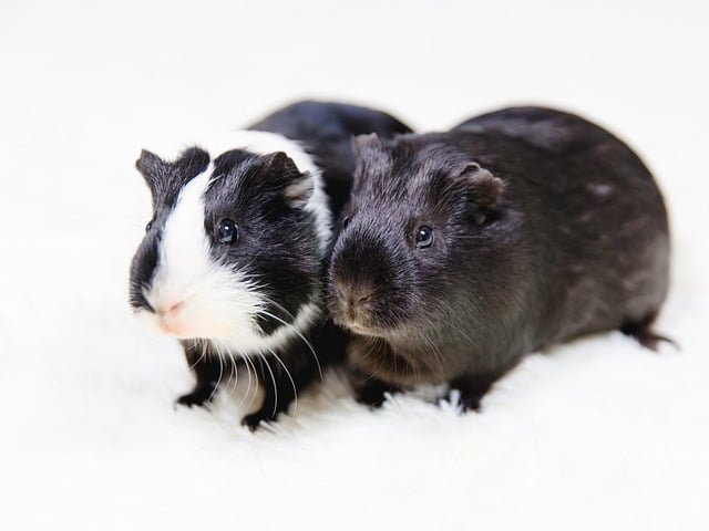 Can Guinea Pigs Eat Jalapenos