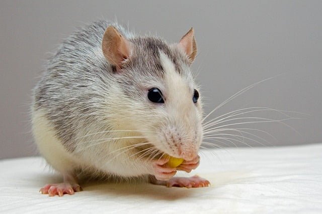 Can Rats Eat Ham