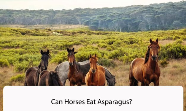 Can Horses Eat Asparagus?