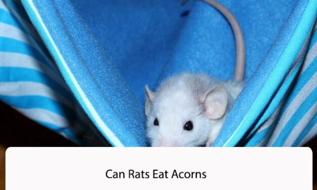 Can Rats Eat Acorns