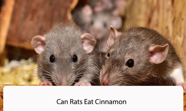 Can Rats Eat Cinnamon